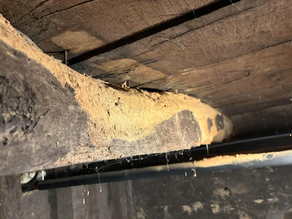 bois contaminés par la vrillettes